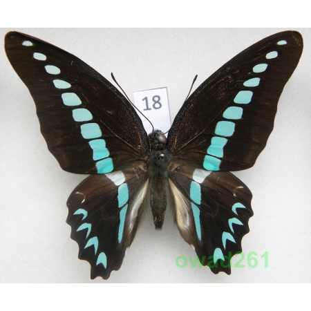 Graphium milon C & R Felder, 1864 Indonesia, Celebes 79mm18